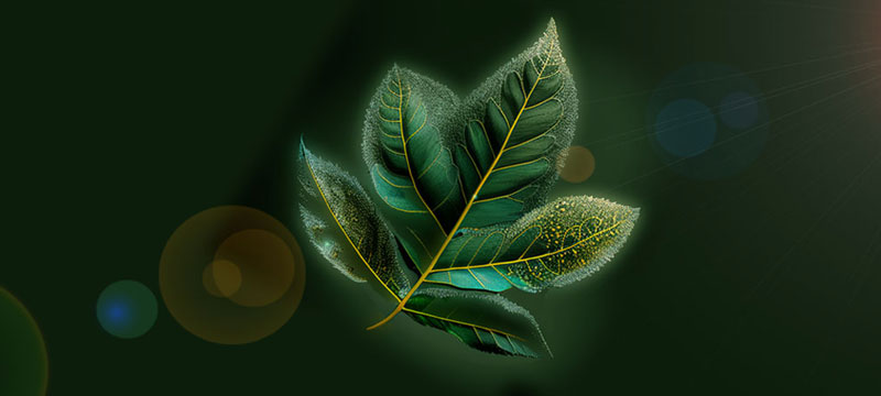 Liść Chia Blockchain